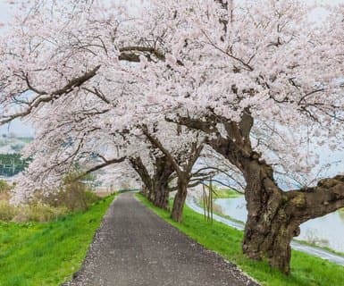 Sendai