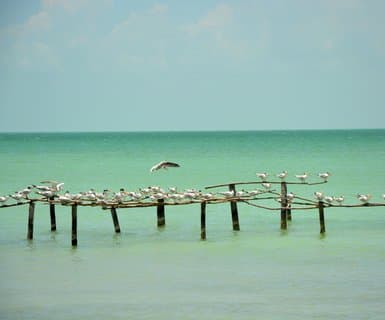 Corozal Town