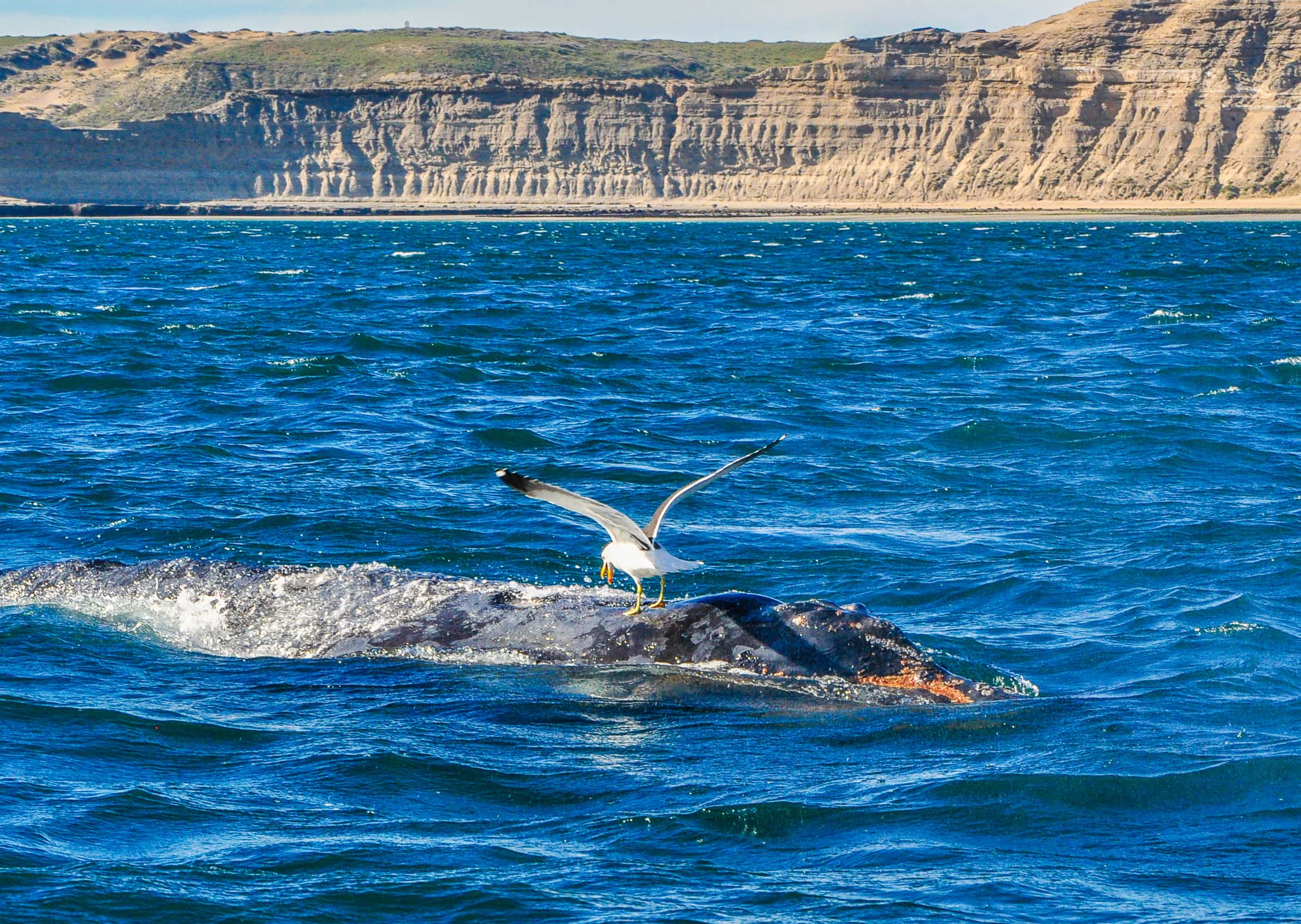 Cheap flights from Ushuaia to Trelew from £76